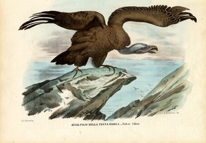 Griffon Vulture, 1863-79